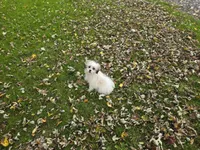 Shihtzu /maltese, a male Maltese and Shih Tzu for sale in Buffalo, NY – 3 of 3