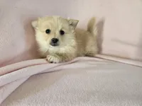 Pomchi, a female Pomchi for sale in Buffalo, NY – 4 of 4