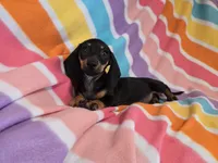 Mini Dachshund, a female Miniature Dachshund for sale in Buffalo, NY – 4 of 4