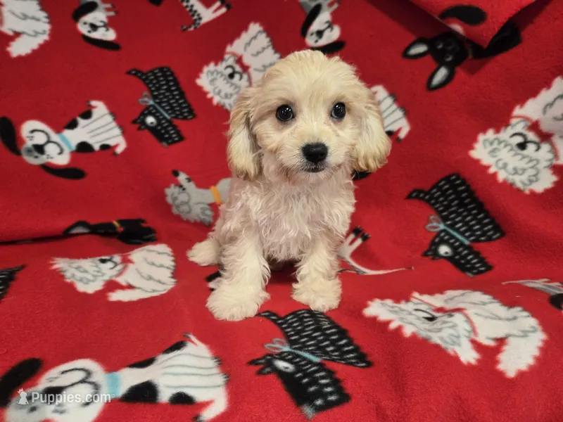 Cavachon – Cavachon puppy for sale in Buffalo, NY