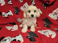 Cavachon, a male Cavachon for sale in Buffalo, NY – 1 of 4