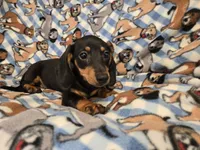 Mini Dachshund, a male Miniature Dachshund for sale in Buffalo, NY – 4 of 4