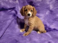 Cavapoo, a female Cavapoo for sale in Buffalo, NY – 6 of 6
