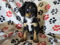 Cavapoo, a male Cavapoo for sale in Buffalo, NY – Photo 3 of 4