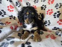 Cavapoo, a male Cavapoo for sale in Buffalo, NY – Photo 4 of 4