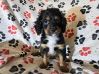 Cavapoo, a male Cavapoo for sale in Buffalo, NY – Photo 2 of 4