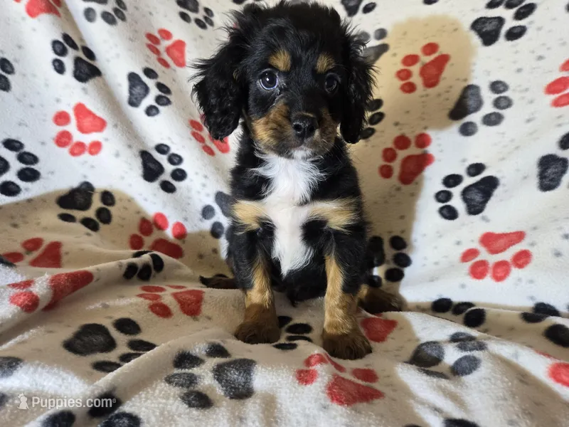Cavapoo – Cavapoo puppy on hold in Buffalo, NY