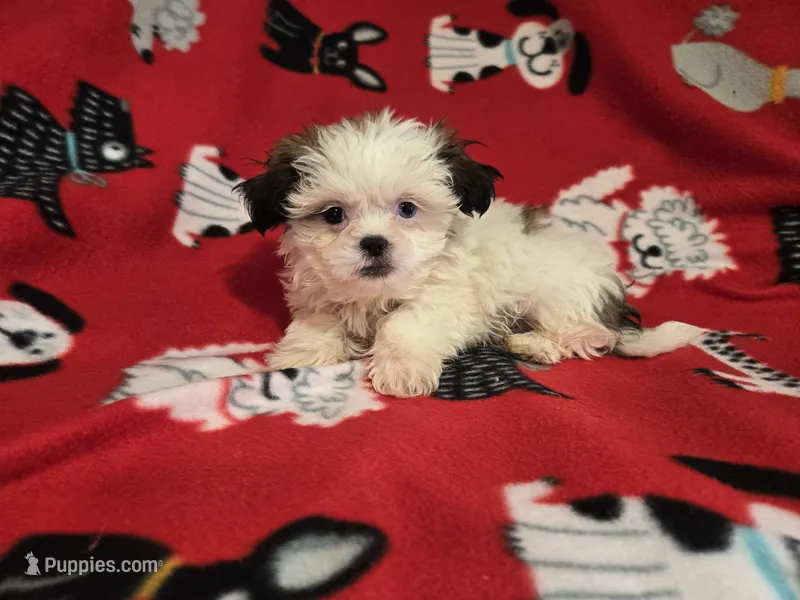 Shihtzu – Shih Tzu puppy for sale in Buffalo, NY