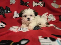 Shihtzu, a male Shih Tzu for sale in Buffalo, NY – 3 of 4