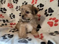 Shorkie, a male Shih Tzu and Yorkshire Terrier for sale in Buffalo, NY – Photo 4 of 5