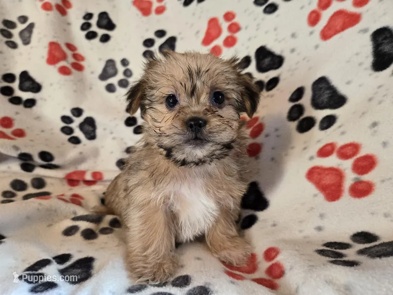 Shorkie – Shih Tzu, Yorkshire Terrier puppy for sale in Buffalo, NY