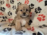 Shorkie, a male Shih Tzu and Yorkshire Terrier for sale in Buffalo, NY – Photo 5 of 5