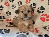 Shorkie, a male Shih Tzu and Yorkshire Terrier for sale in Buffalo, NY – Photo 3 of 5