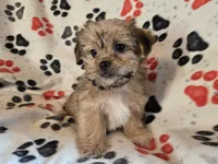 Shorkie, a male Shih Tzu and Yorkshire Terrier for sale in Buffalo, NY – Photo 2 of 5