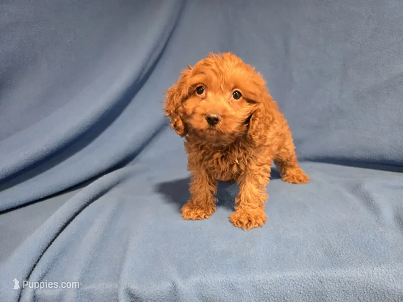 Cockapoo – Cockapoo puppy for sale in Buffalo, NY