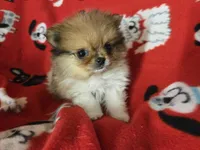 Pomeranian , a male Pomeranian for sale in Buffalo, NY – 2 of 5