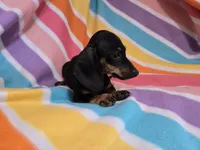 Mini Dachshund, a female Miniature Dachshund for sale in Buffalo, NY – 2 of 4