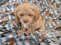 Shihpoo, a male Shihpoo for sale in Buffalo, NY – 2 of 4