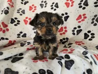 Yorkie Terrier, a male Yorkshire Terrier for sale in Buffalo, NY – 5 of 5