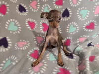 Mini Pinscher, a female Miniature Pinscher for sale in Buffalo, NY – 5 of 5