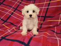 Maltese , a female Maltese for sale in Buffalo, NY – 4 of 4