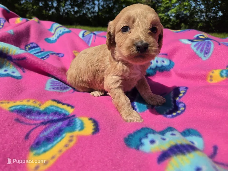 Cockapoo – Cockapoo puppy for sale in Buffalo, NY
