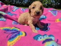 Cockapoo, a female Cockapoo for sale in Buffalo, NY – 1 of 5