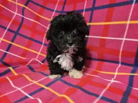 Morkie, a female Yorkshire Terrier for sale in Buffalo, NY – 3 of 4