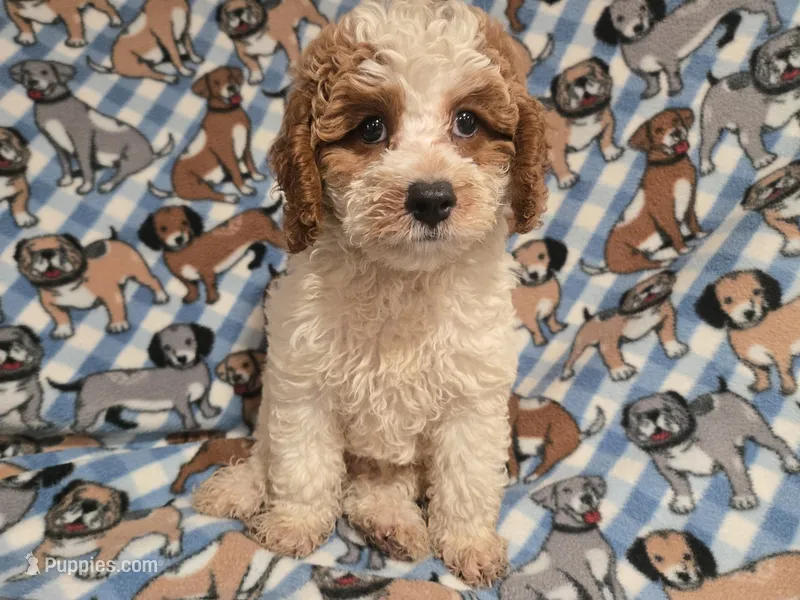 Cockapoo – Cockapoo puppy for sale in Buffalo, NY