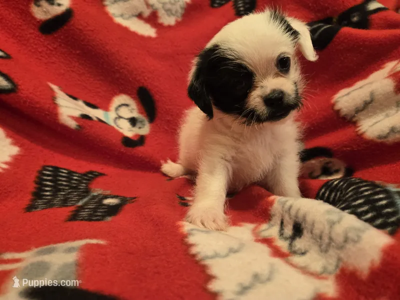 Maltese / shihtzu – Maltese, Shih Tzu puppy for sale in Buffalo, NY