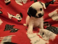 Maltese / Terrier, a male Maltese for sale in Buffalo, NY – 2 of 4
