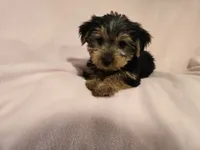 Yorkie Terrier, a female Yorkshire Terrier for sale in Buffalo, NY – 2 of 5