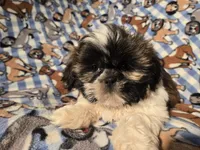 Shih tzu , a male Shih Tzu for sale in Buffalo, NY – Photo 2 of 5
