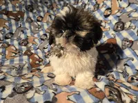 Shih tzu , a male Shih Tzu for sale in Buffalo, NY – Photo 5 of 5