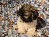 Shih tzu , a male Shih Tzu for sale in Buffalo, NY – Photo 3 of 5