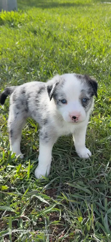 Marble – Border Collie, Miniature Australian Shepherd puppy for sale in Hesperus, CO