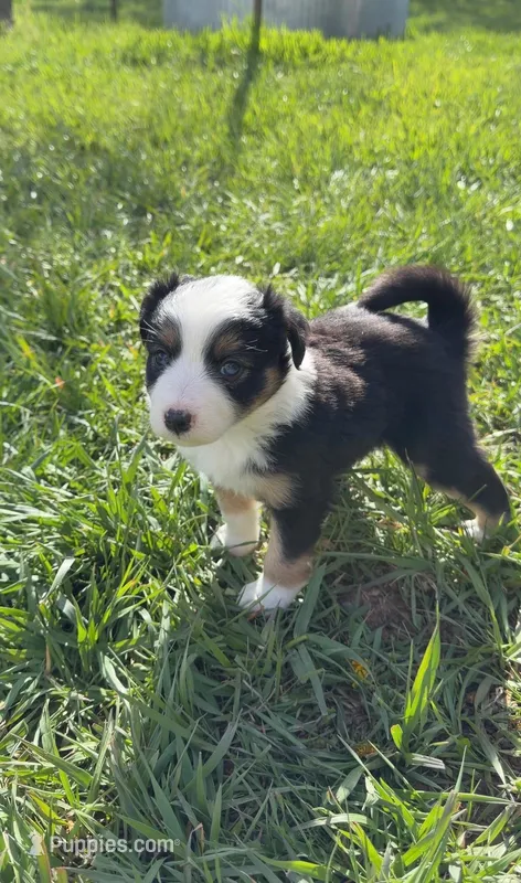 Rosie – Border Collie, Miniature Australian Shepherd puppy for sale in Hesperus, CO
