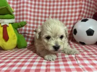 Maltipoo Puppies, a male Maltipoo and Maltese for sale in Ontario, CA – Photo 2 of 3