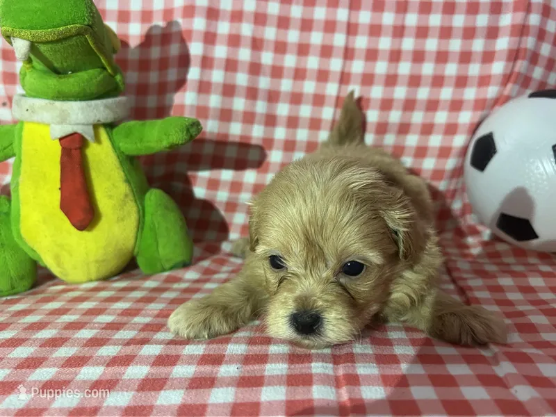 Maltipoo Puppies – Maltipoo, Maltese puppy for sale in Ontario, CA