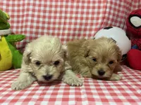 Maltipoo Puppies, a male Maltipoo and Maltese for sale in Ontario, CA – Photo 3 of 3