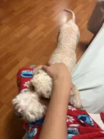 Scooter, a male Miniature Goldendoodle for sale in Austin, MN – Photo 3 of 5