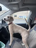 Scooter, a male Miniature Goldendoodle for sale in Austin, MN – Photo 5 of 5