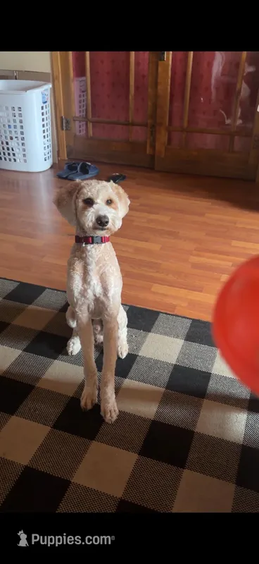 Scooter – Miniature Goldendoodle puppy for sale in Austin, MN