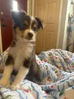 Brown lightning, a female Toy Australian Shepherd for sale in New Braunfels, TX – Photo 2 of 3