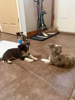 Brown lightning, a female Toy Australian Shepherd for sale in New Braunfels, TX – Photo 3 of 3