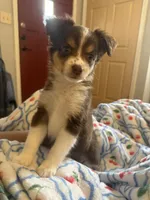 Brown lightning, a female Toy Australian Shepherd for sale in New Braunfels, TX – Photo 1 of 3