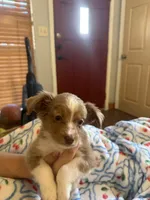 Barry, a male Toy Australian Shepherd for sale in New Braunfels, TX – Photo 1 of 4