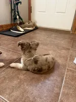 Barry, a male Toy Australian Shepherd for sale in New Braunfels, TX – Photo 2 of 4