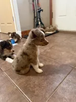 Barry, a male Toy Australian Shepherd for sale in New Braunfels, TX – Photo 3 of 4