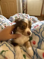 Maxalina, a female Toy Australian Shepherd for sale in New Braunfels, TX – Photo 1 of 3